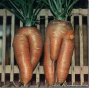 Most Disturbingly Shaped Vegetables5