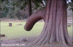 funny_tree_penis8022.jpg