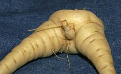 parsnip_penis_vegetable.jpg