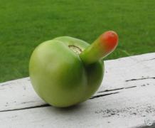 penis_tomato.jpg